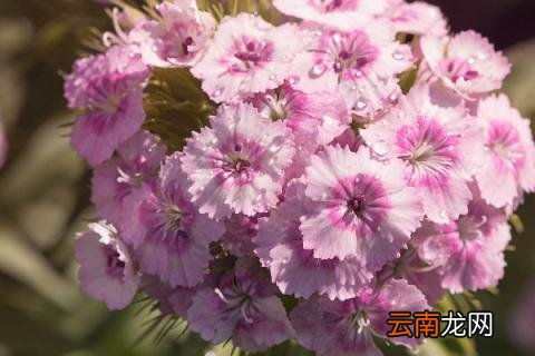 重瓣石竹和康乃馨的区别