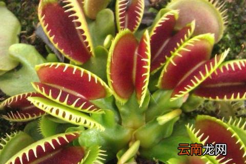食蝇草有毒吗