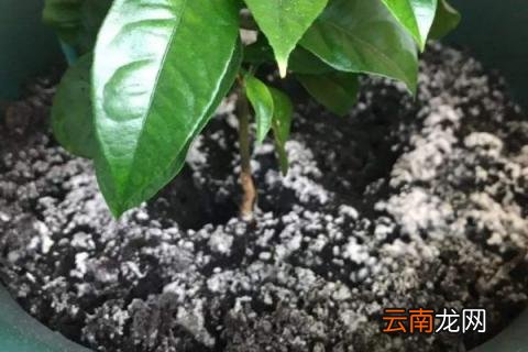 花盆里长白毛怎么去除