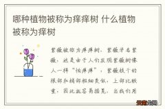 哪种植物被称为痒痒树 什么植物被称为痒树