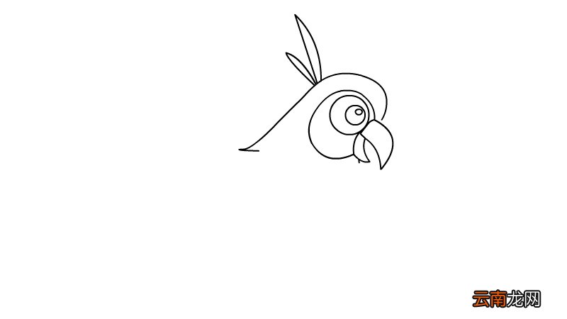 鹦鹉怎么画简笔画