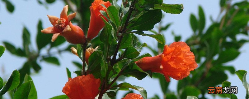 5月可以种植什么树苗
