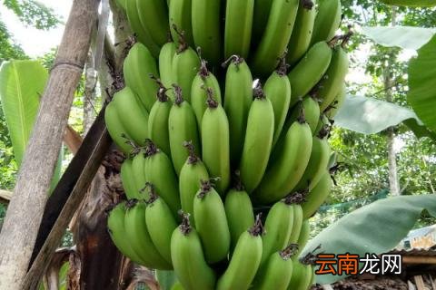 芭蕉叶是香蕉的叶子吗