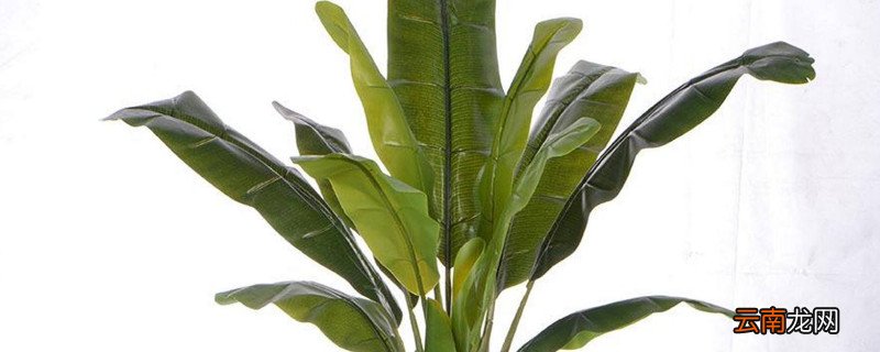芭蕉叶是香蕉的叶子吗