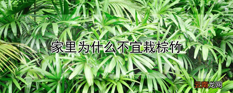 家里为什么不宜栽棕竹