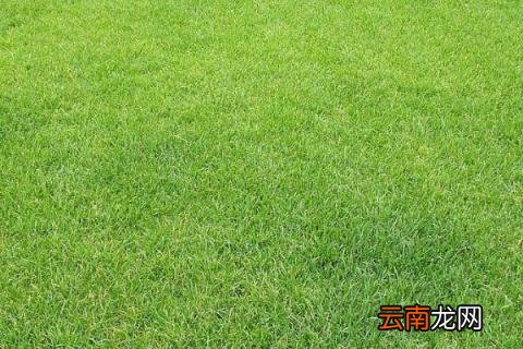 草坪种子什么时候播种