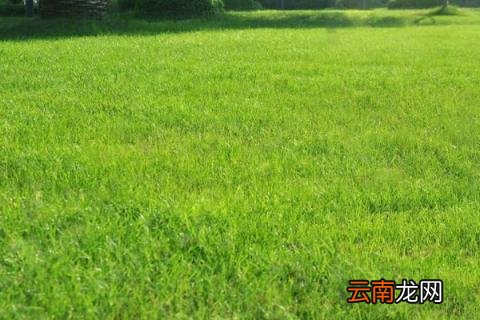 草坪种子什么时候播种