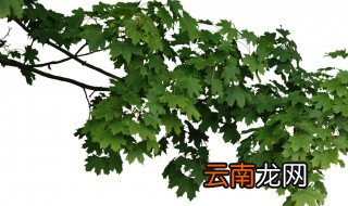 废树枝打的木片有何用 废弃的树枝有什么用途