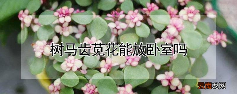 树马齿苋花能放卧室吗