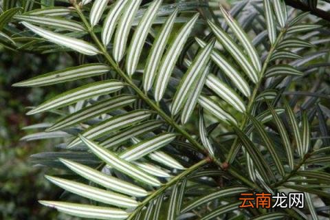 银衫是什么植物