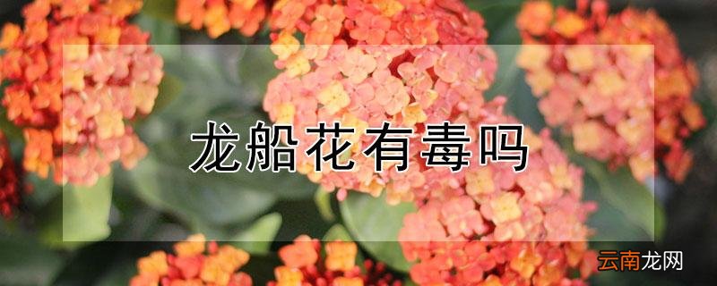 龙船花有毒吗