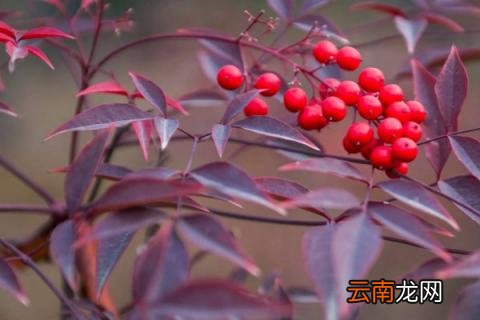 南天竹散发的味有毒吗