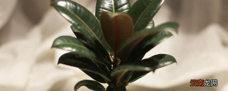 耐荫的室内植物有哪些