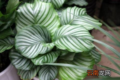 耐荫的室内植物有哪些