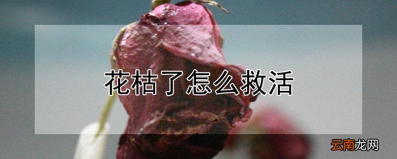 花枯了怎么救活