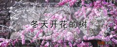 冬天开花的树