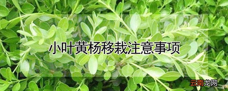 小叶黄杨移栽注意事项