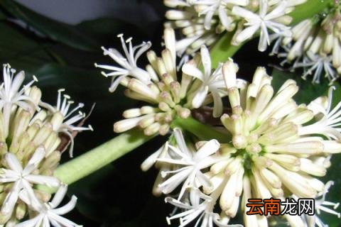 巴西木开花是否有毒
