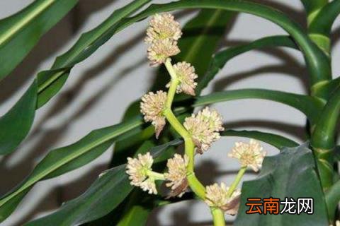 巴西木开花是否有毒