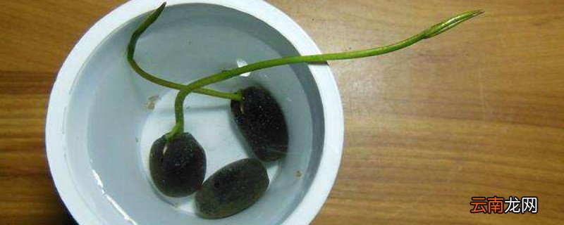 莲子怎么发芽