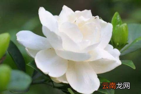 可以扦插的花卉有哪些
