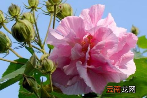 可以扦插的花卉有哪些