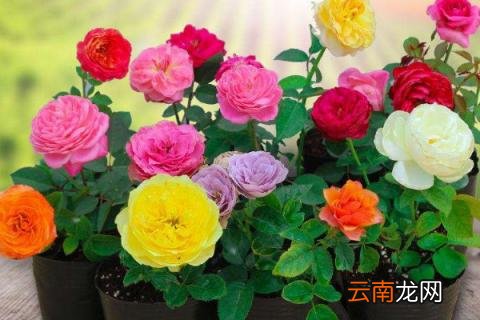 外出家里的花怎么办