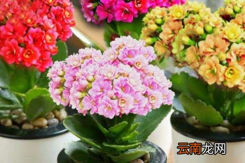 外出家里的花怎么办