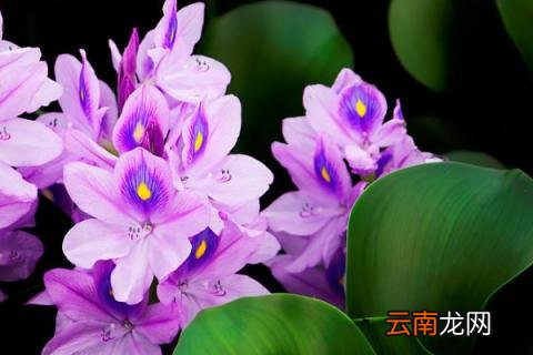 凤眼莲的危害