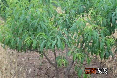 桃树能嫁接什么树