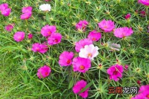 适合强阳光暴晒的植物