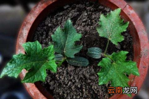 花盆土壤板结怎么办
