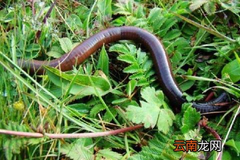 花盆里可以放蚯蚓吗