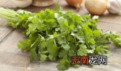 怎么看香菜熟了 怎么判断香菜的老嫩