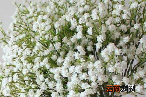 六月雪和满天星区别