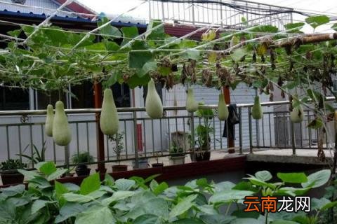 瓜棚怎么搭架