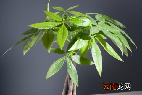 客厅放什么绿植比较好