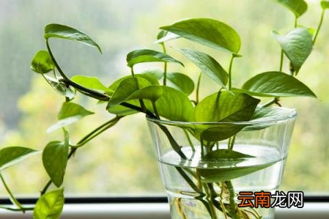 客厅放什么绿植比较好