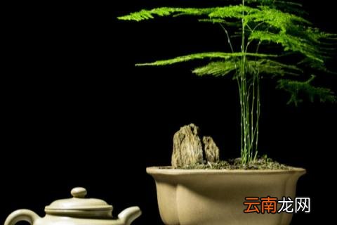 室内养什么花对身体好