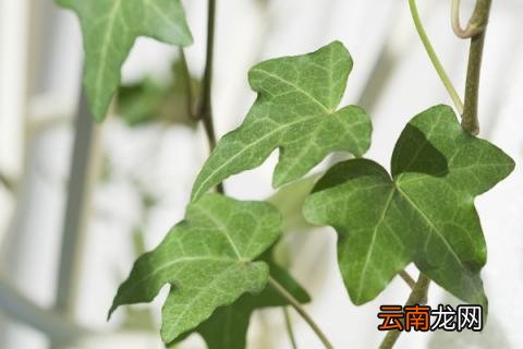 卧室养什么花有助睡眠