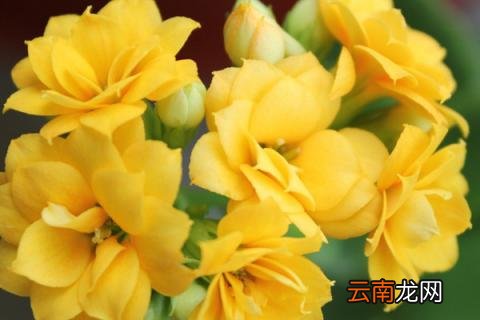 卧室养什么花有助睡眠