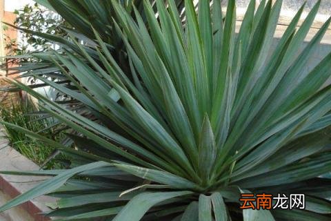剑麻和龙舌兰的区别