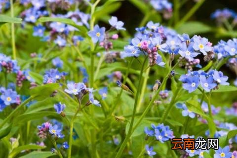 清明节扫墓用什么花为什么