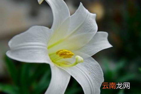 清明节扫墓用什么花为什么