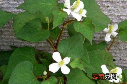 鱼腥草几月份发芽