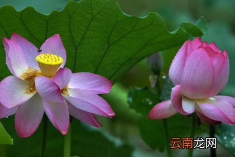 芙蕖和荷花的区别