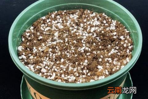 花盆里的土发白怎么办