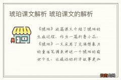 琥珀课文解析 琥珀课文的解析