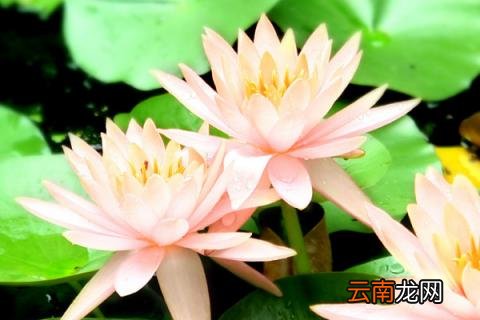 睡莲和荷花的区别
