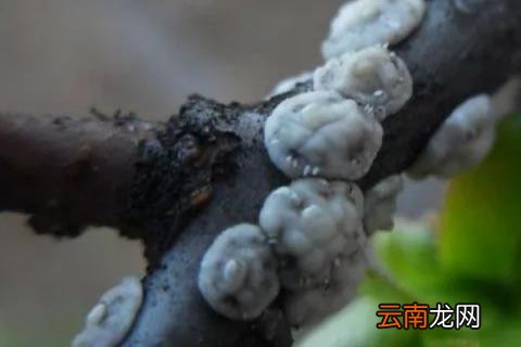 蚧壳虫怎样彻底消灭